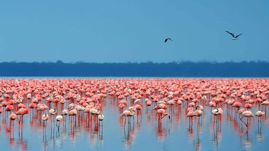 Pink flamingos in Lake Nakuru