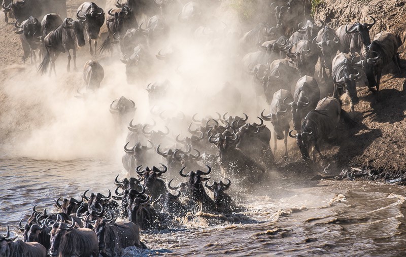 River crossing during the great migration