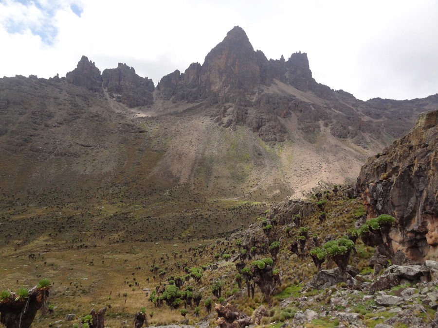 Valley, giant heather in Mount Kenya