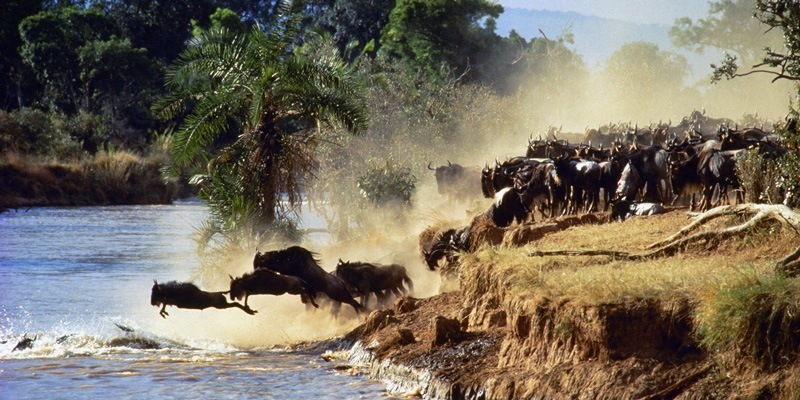 Herd crossing the Mara River