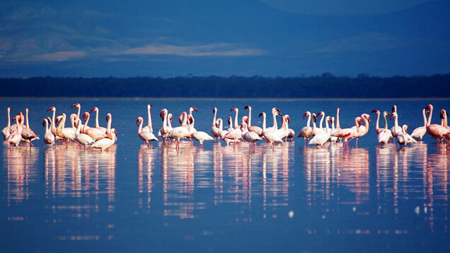 Flamingoes in Lake Nakuru, Kenya