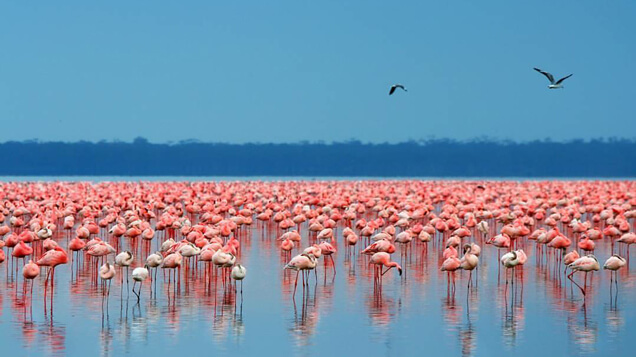 Flamingos, Lake Nakuru - Kenya