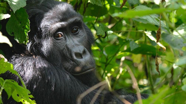 Mountain gorillas, Uganda