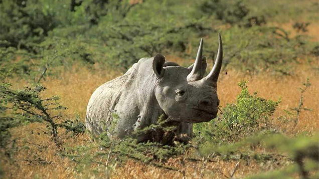 Rhino, Solio Reserve - Kenya