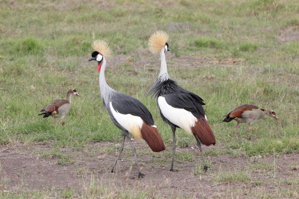 Crown cranes - bird-watching in Kenya