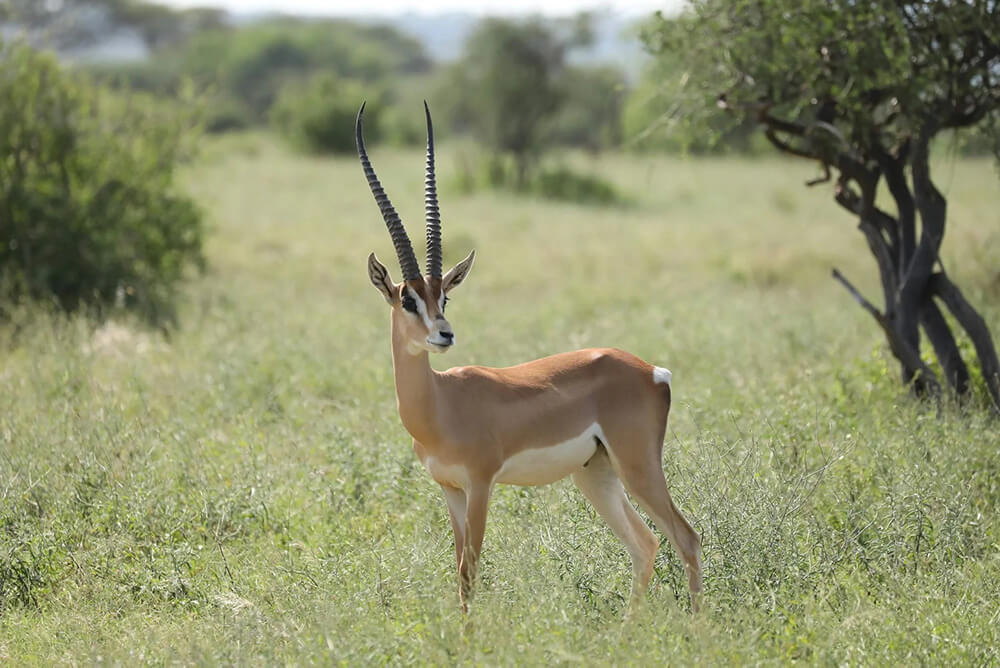 African safari in Kenya. Thomson's gazelle in grassland.