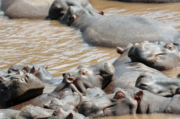 Kenya African safari - hippos wallowing in pool
