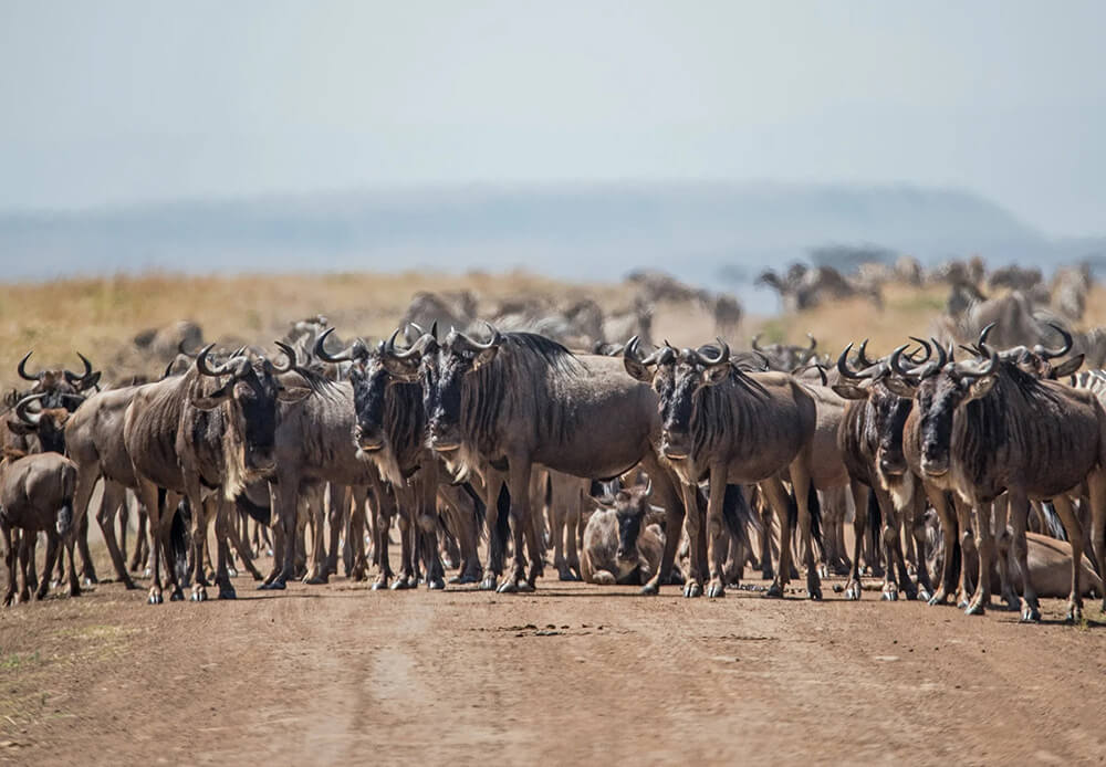 Wildebeests on road Masai Mara African Safari