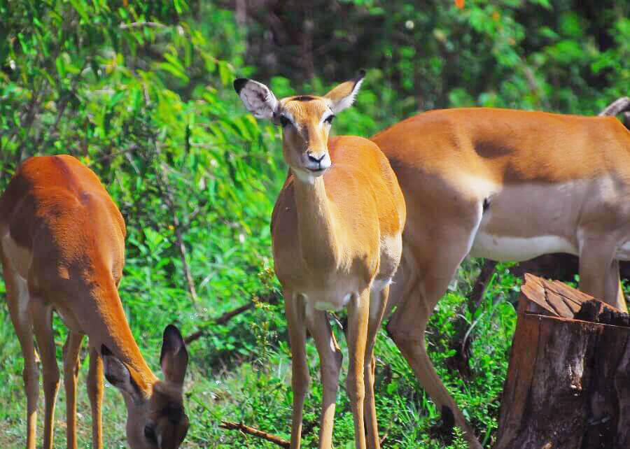 Impalas in Nairobi National Park