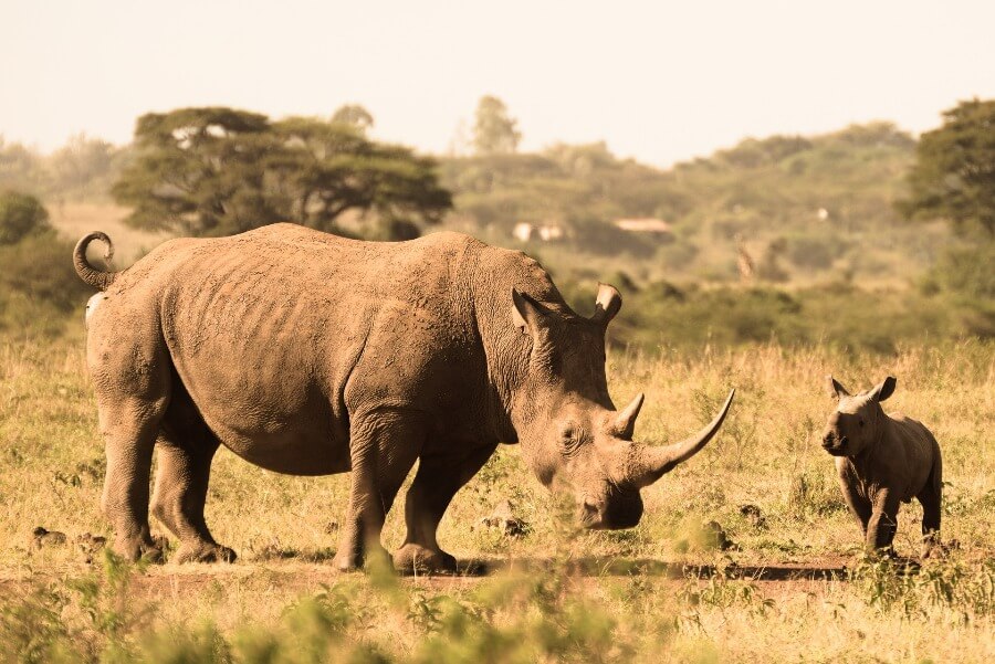 Rhino and baby in Nairobi National Park