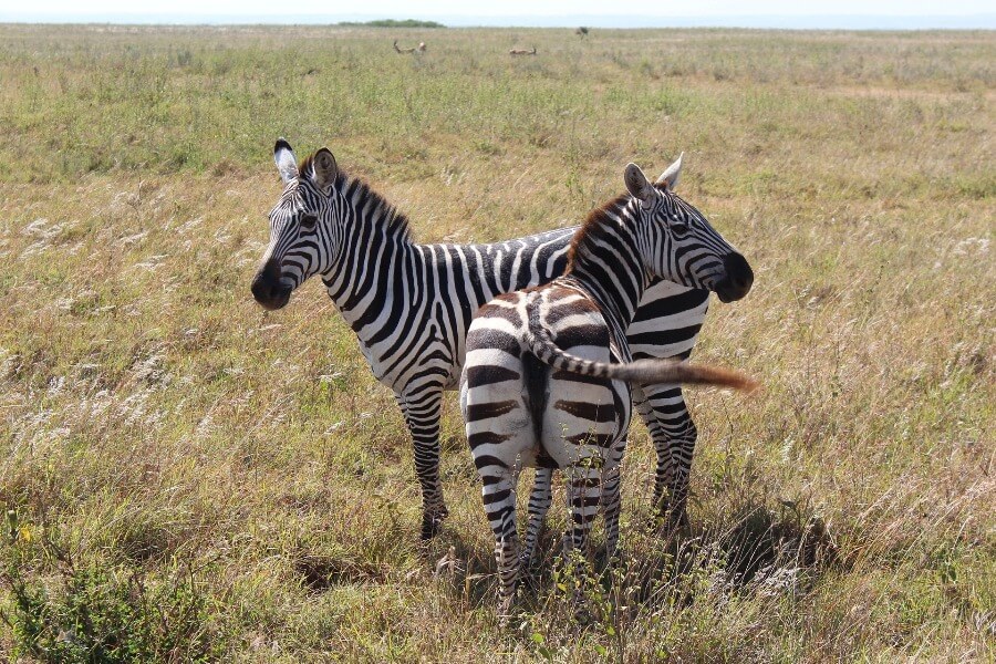 Zebras Nairobi safari tour