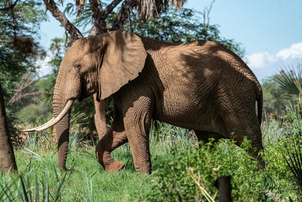 African elephant Kenya safari tours