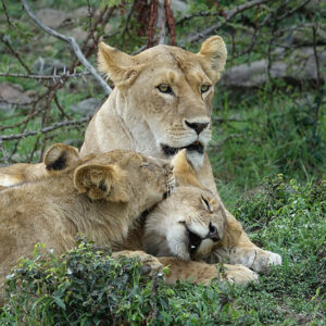 African safari tours Kenya lioness and two grown cubs