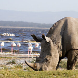 African safari tours White rhino grazing on the banks of Lake Nakuru Kenya