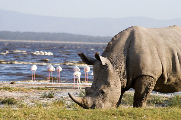 African safari tours White rhino grazing on the banks of Lake Nakuru Kenya