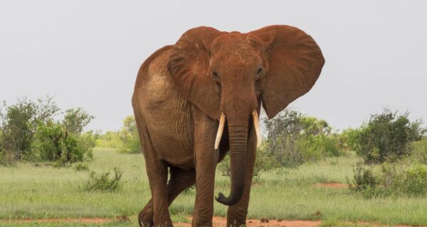 Elephant African safari tours