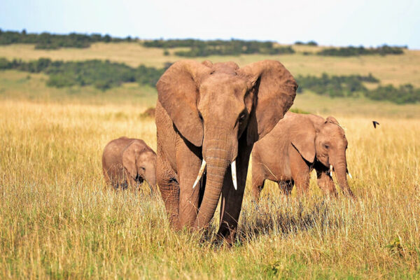 Elephant and two calves Masai Mara safari Kenya Africa overland tours
