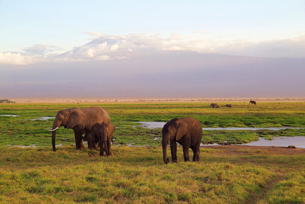 Elephants in the marshes at Amboseli Kenya safari tour Kilimanjaro Africa