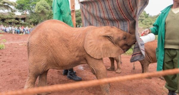Feeding elephant calf African safari Nairobi Kenya