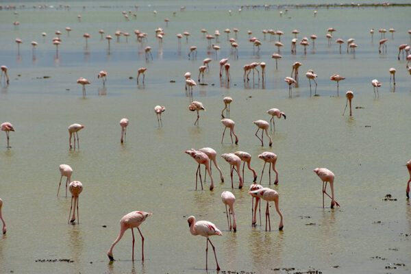 Flamingoes feeding in Lake Nakuru Kenya safaris