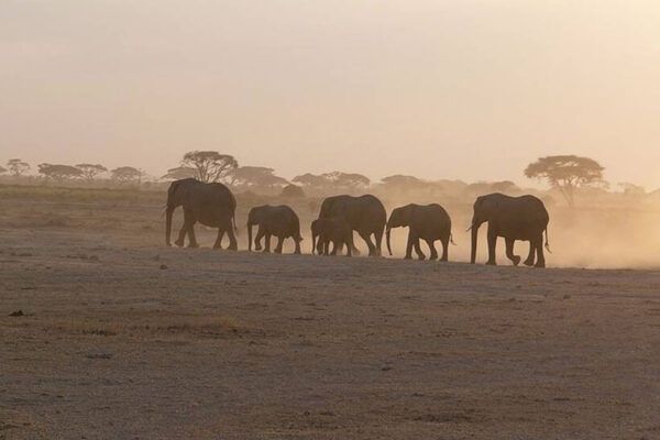 Herd of Elephants Amboseli African safaris packages