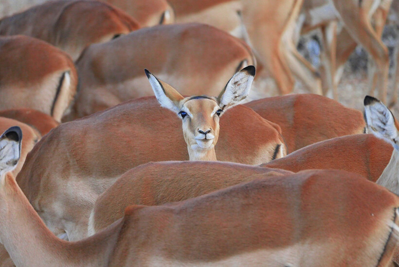 Herd of impalas Kenya safari tour - Group African safari trip