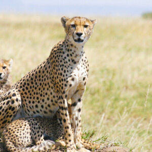 Kenya budget safaris tours cheetah and cubs Masai Mara
