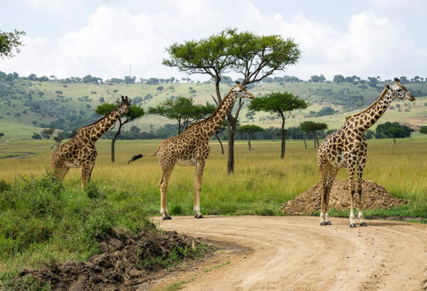 Kenya safari packages safari 3 giraffes on the road Masai Mara