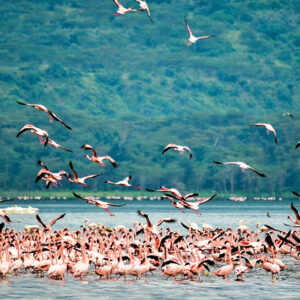 Kenya safari tours flamingoes in Lake Nakuru