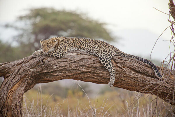 Kenya safari tours leopard on tree