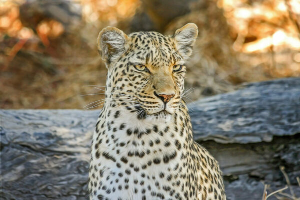 Leopard in Samburu Kenya safaris