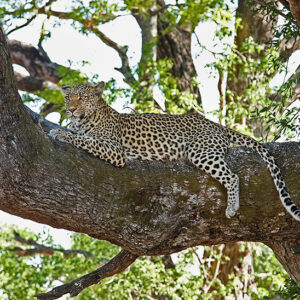 Leopard on tree Kenya camping safari Overland guided tours