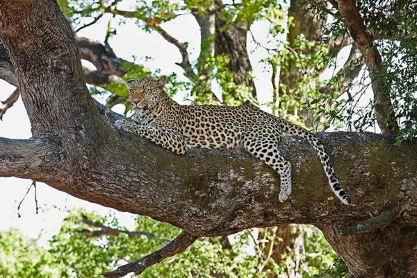 Leopard on tree Kenya camping safari Overland guided tours