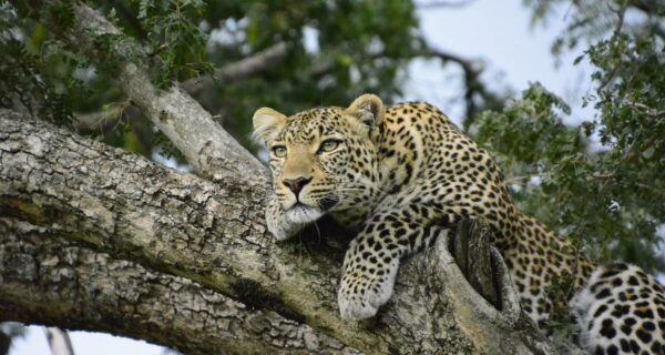Leopard on tree Kenya safari packages private group