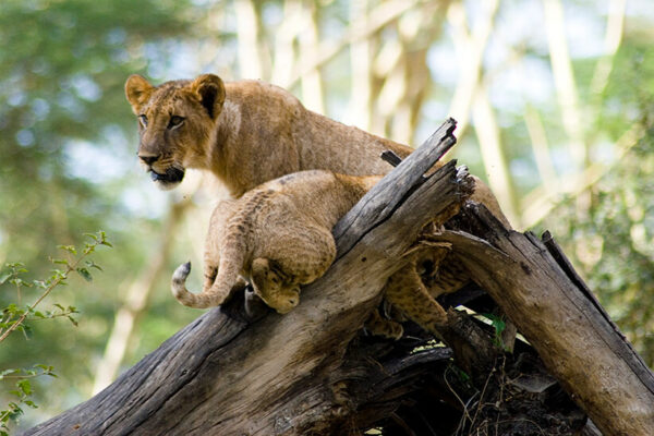 Lioness and cub on tree Lake Nakuru National Park Kenya safaris
