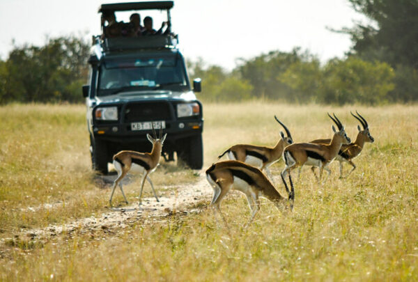 Safari in Kenya game drive Impalas