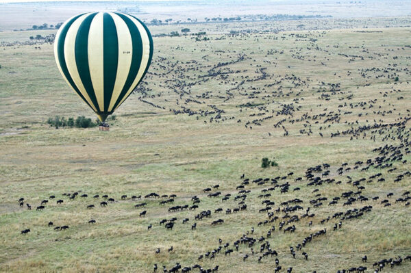 Wildebeest migration balloon safari Masai Mara Kenya tours
