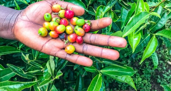 Tea coffee farm visit Kenya safari
