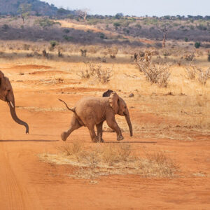 Two baby elephants playing Kenya safari