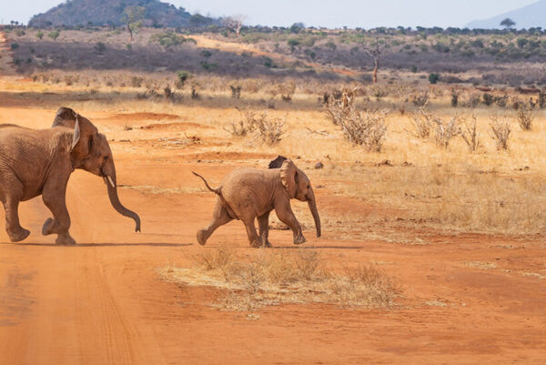 Two baby elephants playing Kenya safari