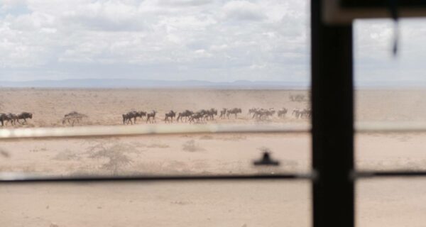 wildebeest migration Masai Mara overland African safari tour