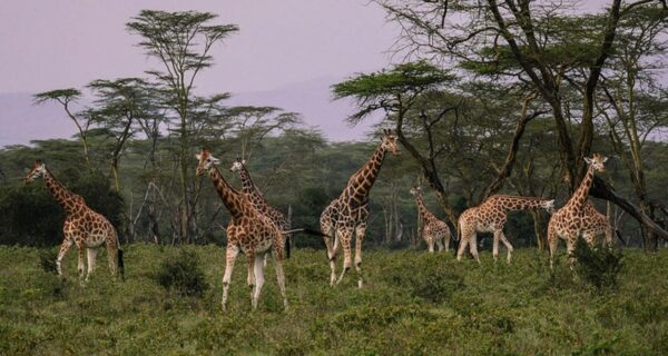 African safari Kenya Giraffes in Lake Nakuru National Park