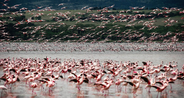 Flamingoes Kenya safari tours packages Lake Nakuru National Park scheduled group private