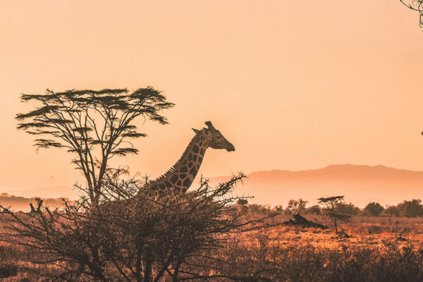 Giraffe Luxury Kenya safari tour package