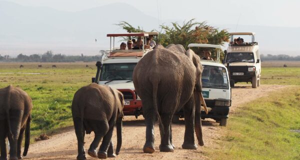 Guided private Kenya safaris Amboseli elephants on road