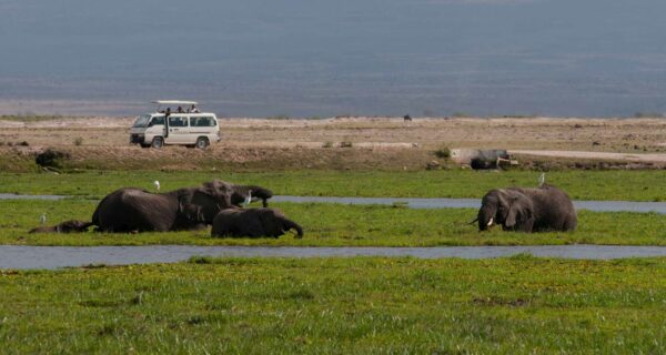 Kenya safari tours Amboseli National Park swamps African elephants