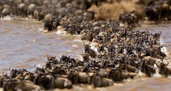 Kenya safari tours Wildebeest migration river crossing