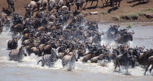 Kenya safari tours packages Wildebeest migration river crossing Africa
