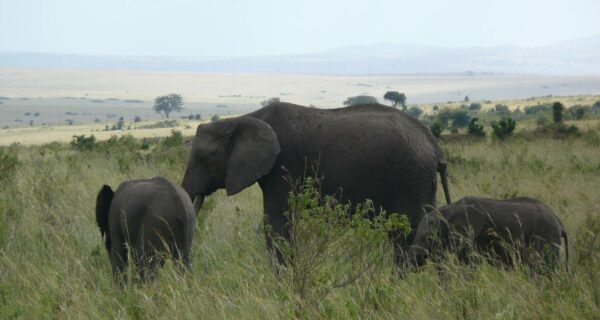 Luxury African safari tour packages Elephants Masai Mara Kenya