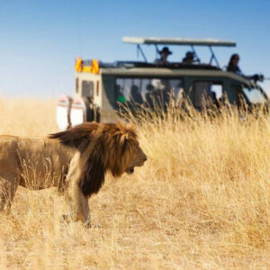 Private African safari tours Kenya lion Masai Mara National Reserve